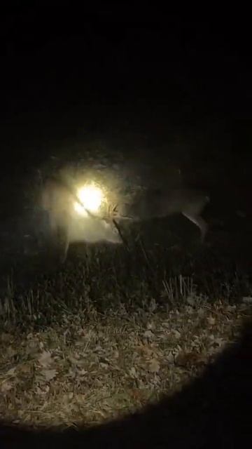 Vehicle Stops & Shines A Spotlight At Two Bucks Fighting Next To The Road