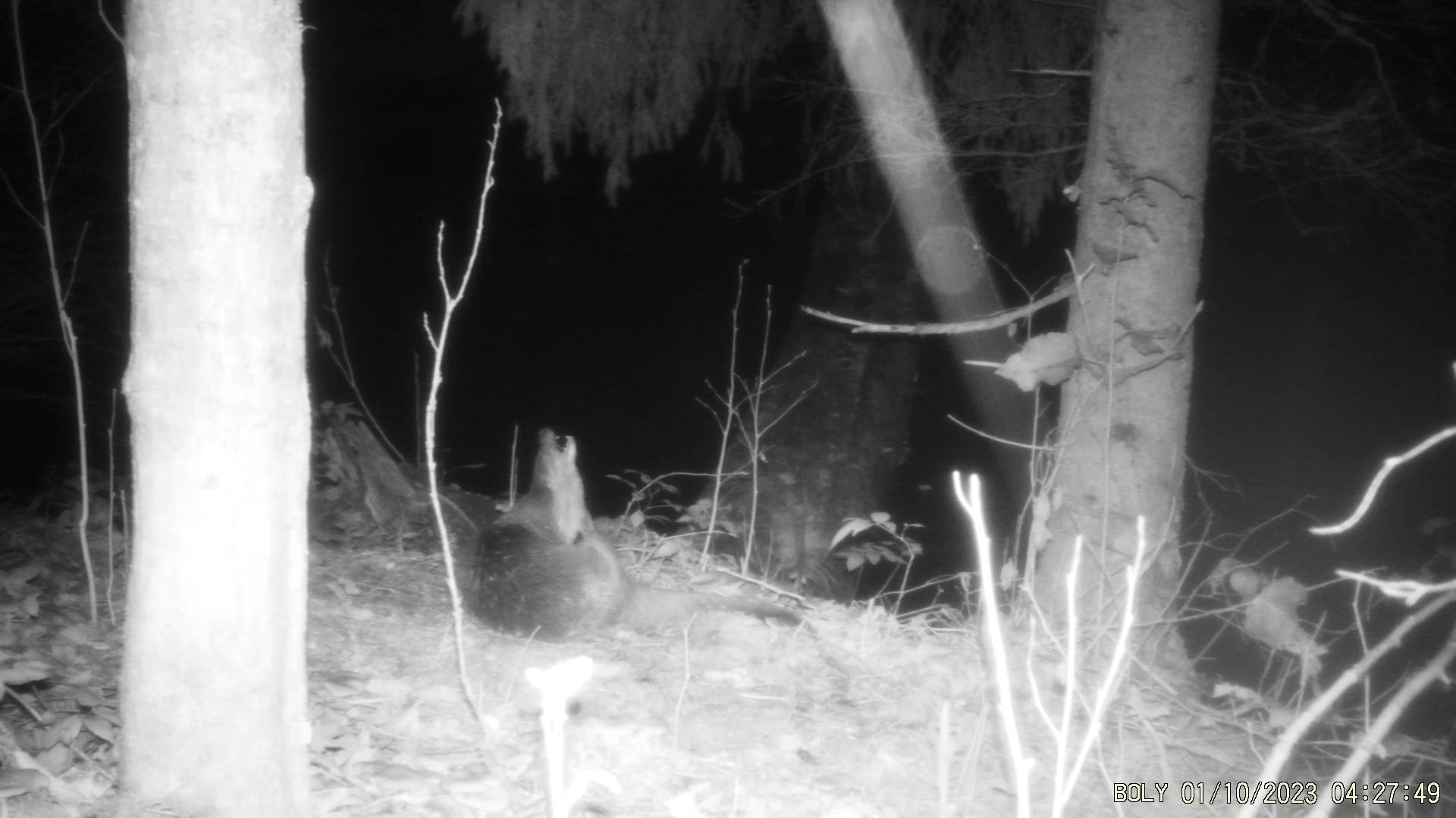 Сытая выдра развлекается. смотреть онлайн