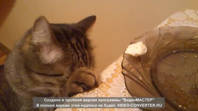 Прикольный кот ест сыр))) смотреть онлайн