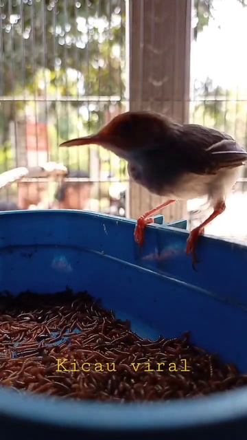 MINGGU SORE NGOMBYOK PRENJAK BETINA KLAWU GACORAN... смотреть онлайн