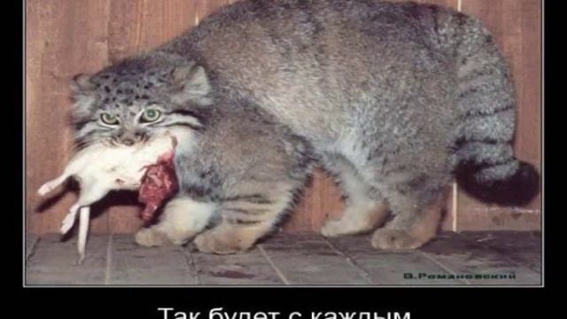 Картинки Демотиваторы Приколы 122347 смотреть онлайн