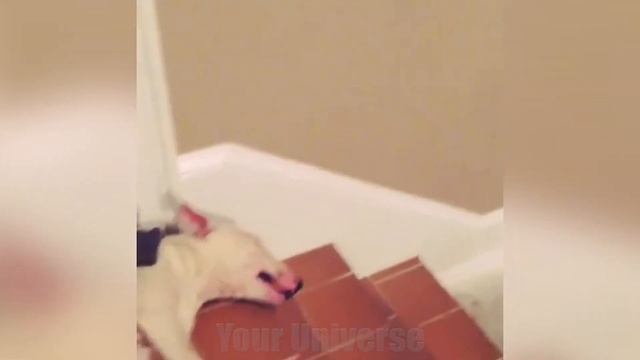 Лучшие приколы СОБАКИ 2017 | Смешные видео | Фэйлы | Funny | Epic fails смотреть онлайн