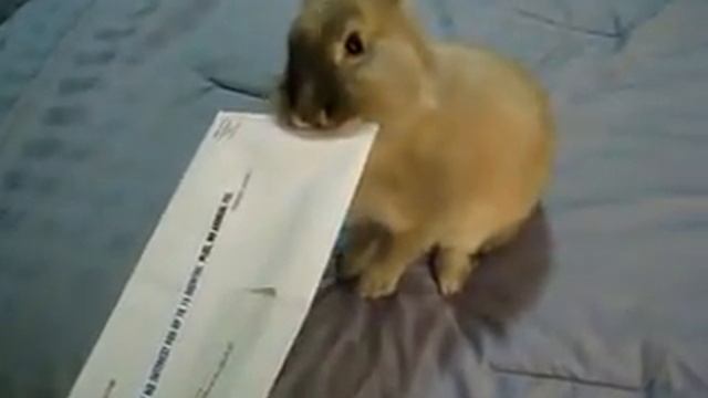 Приколы с животными. Кролик,вам письмо! смотреть онлайн