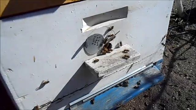 последний день зимы ,пчёлки летают. смотреть онлайн
