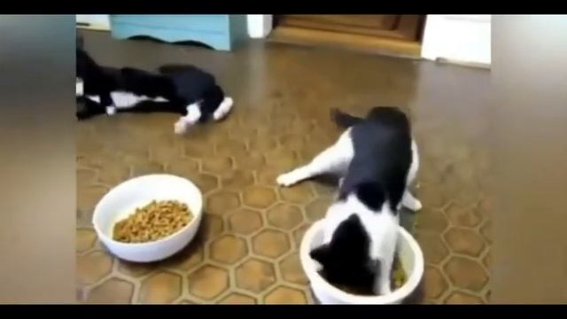 Приколы с животными.Чем дальше тем смешнее) смотреть онлайн