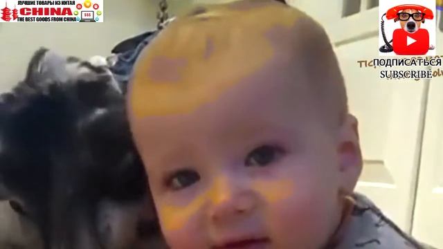 Веселые приколы во время купания собак, обезьян и котов смотреть онлайн