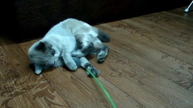 Прикол. На кису напала страшная КРЫСА. смотреть онлайн