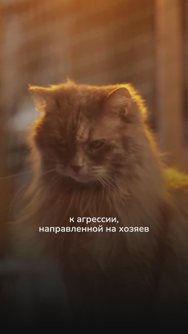 Можно ли наказывать кошку? смотреть онлайн