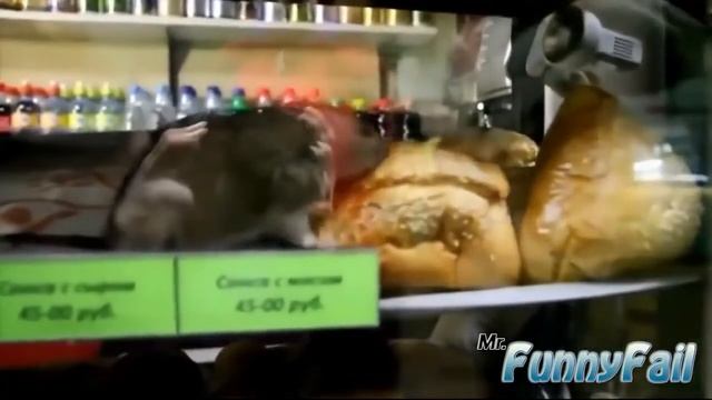Подборка Приколов забавное Видео 2014 избранные Приколы Ржач Улетное Видео 2015 смотреть онлайн