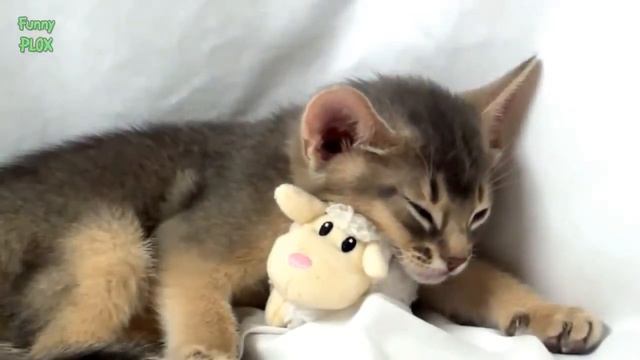 Самые смешные кошки смотреть онлайн