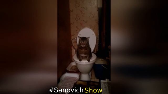 Прикол Кот демон смотреть до конца смотреть онлайн