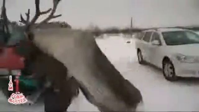 Самое ржачное видео в мире короткие ролики Прикольные и смешные видеоролики смотреть онлайн