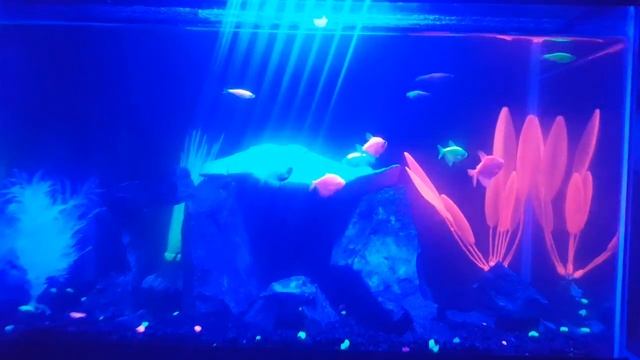New fish AGAIN!!!! смотреть онлайн