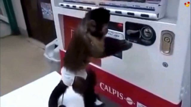 Naughty monkey, funny videos. Смешные обезьянки.Funny fail compilation - funny cool monkey. смотреть онлайн