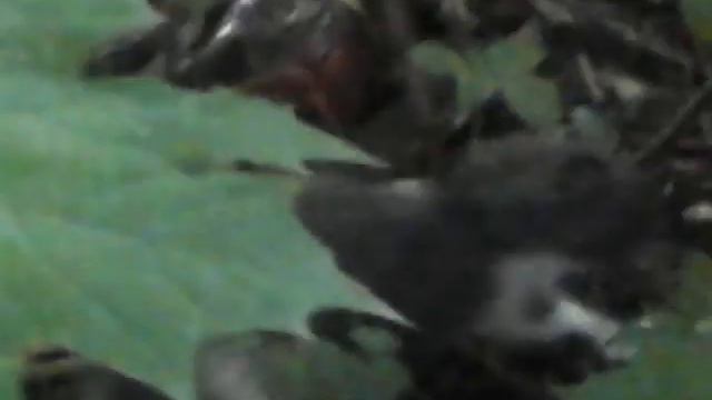Бедный котёнок. Нашли ёжика ™ смотреть онлайн