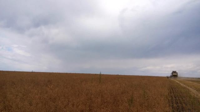 Продолжение уборочной горчицы белой. 14.07.2019 смотреть онлайн