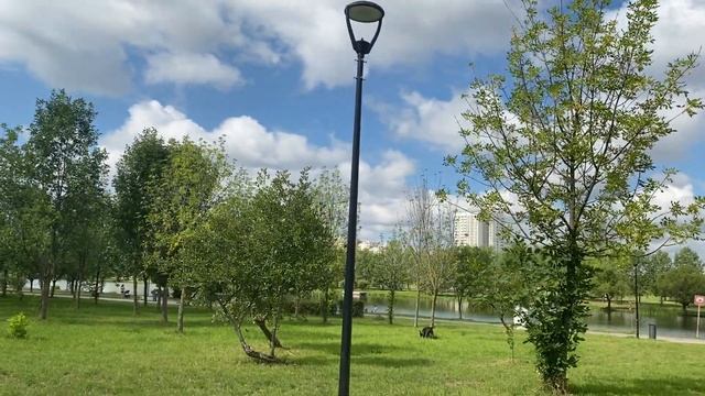 Очень интересная прогулка со стаффордом и лабрадором. Тема: что лучше ЭШО или поводок с намордником смотреть онлайн