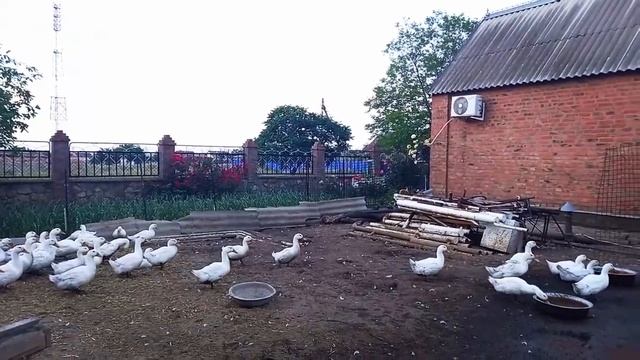 САМАЯ ЛУЧШАЯ ПОРОДА УТОК ! Бройлерная утка Агидель МЯСНАЯ И ВЫГОДНАЯ! смотреть онлайн