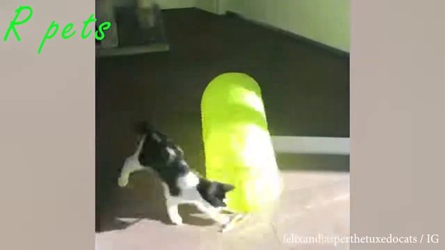Я РЖАЛ ЦЕЛЫЙ ЧАС!😂 СМЕШНЫЕ КОТЫ😺😺😺 ЛУЧШИЕ ПРИКОЛЫ 2020! смотреть онлайн