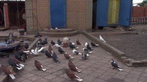 Голуби Вячеслава  Невского  Для любителей Николаевской породы голубей