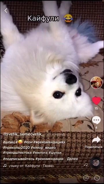 Шпиц Пауль любит спать на спине вверх лапками🤣😍 смотреть онлайн