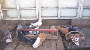 голуби Самары