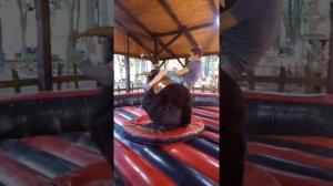 Харьков Парк Горького бык родео