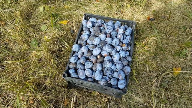 5 soiuri de prune din livada bune si pentru tuica смотреть онлайн
