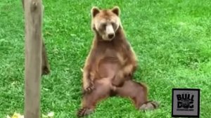 Я видел твою балалайку. Короткий прикол до слез.