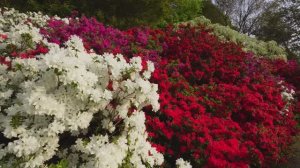 САДЫ ЯПОНИИ. ЦВЕТОЧНЫЙ  ПАРК АСИКАГА 2025. РАЙ ЦВЕТУЩИХ ГЛИЦИНИЙ И АЗАЛИЙ