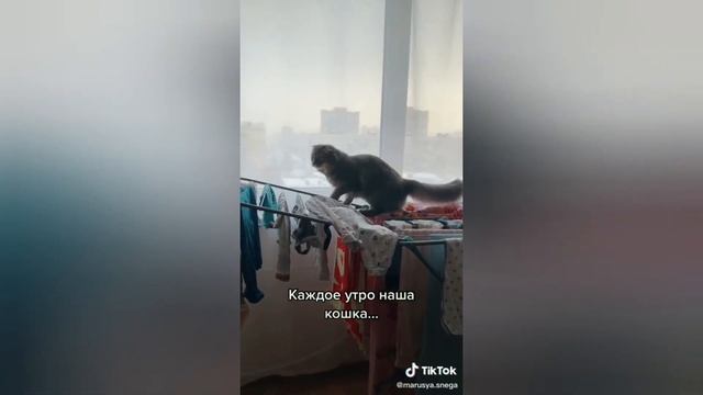 Смешные #котики 😂 Короткие #приколы 2021 № 34 смотреть онлайн