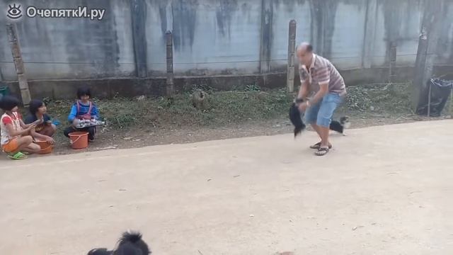 Чихуахуа прикол смотреть онлайн