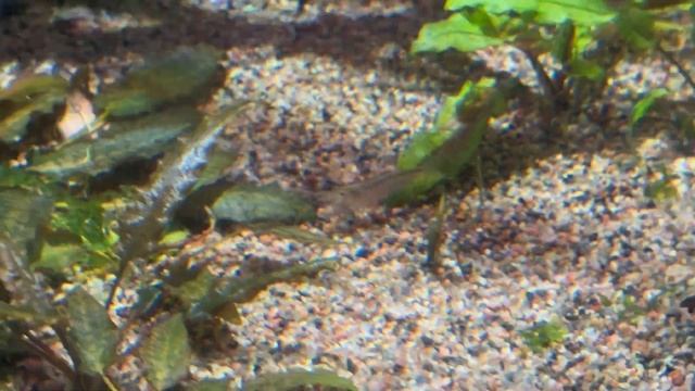 Океанариум в Питере, что там сейчас🐠🐟🦭 смотреть онлайн