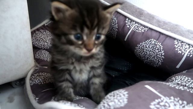 Кошка Мейн кун Герда смешные котята смотреть онлайн