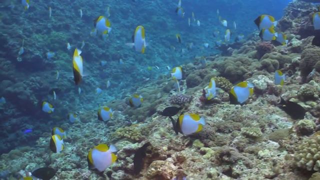 粟国島　美しいカスミチョウチョウウオの群れ　Pyramid butterflyfish смотреть онлайн
