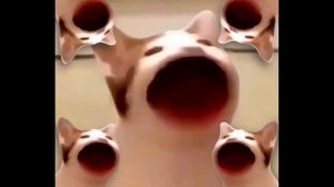 САМЫЕ ЛУЧШИЕ видео поп кота (POP CAT) кот широко открывает рот под музыку