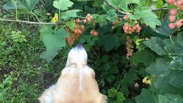 КОТ И СОБАКА ЕДЯТ СМОРОДИНУ С КУСТА смотреть онлайн