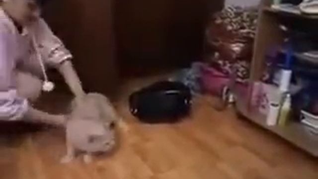 Кот боится огромного и страшного себя в зеркале ПРИКОЛ смотреть онлайн