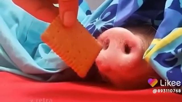 смешной поросёнок смотреть онлайн