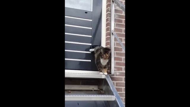 Доктор Ливси реагирует на приколы смотреть онлайн