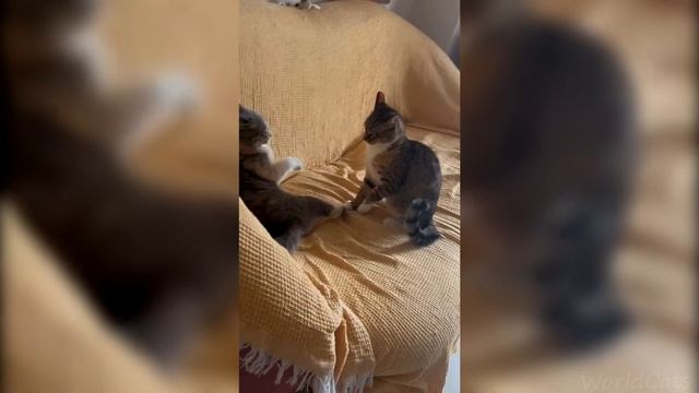 😹Очень смешные коты/Смешные коты 2023 года/ Приколы с котами🐈 смотреть онлайн