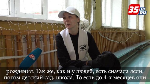 Больше, чем просто пес учащихся Грязовецкой школы-интерната познакомили с работой собак-поводырей смотреть онлайн