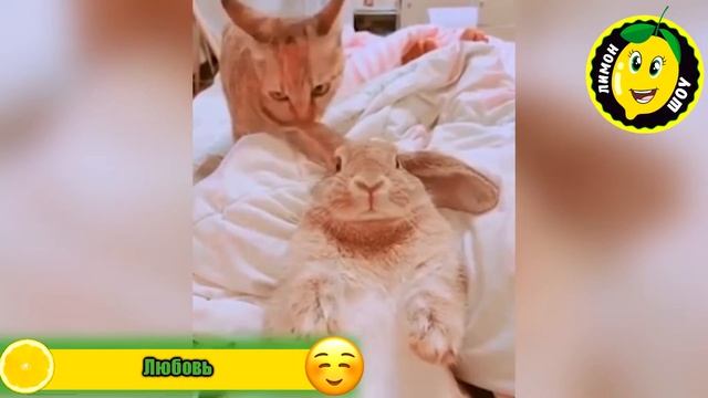 Лучшие приколы от Лимон Шоу (Выпуск #38) смотреть онлайн