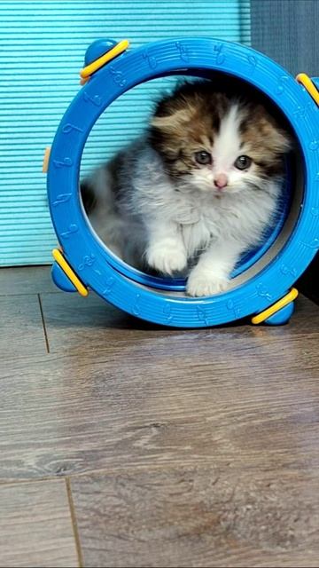 Маленький котенок нашел себе качели. смотреть онлайн