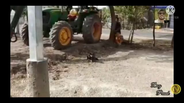 ЛУЧШЕ ПРИКОЛЫ тигр игрушка пугают сабаку смотреть онлайн