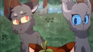 коты воители приколы. сборник самых лучших приколов.