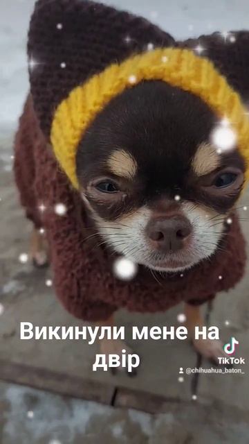 #шоколадныйчихуахуа #dogs #батон #люблюсобак #приколы #чихуахуа #развлекательныйконтент смотреть онлайн