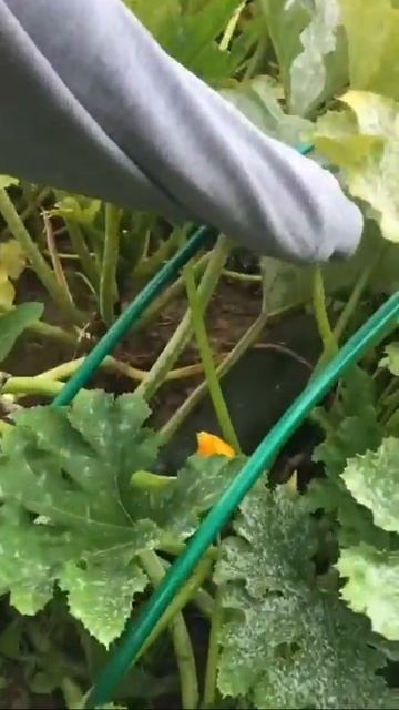 свой огород #урожай2020 #огород #дача2020 #свойсад #кабачок #садогород #огородники #shorts