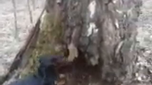 Такса нашла куницу смотреть онлайн