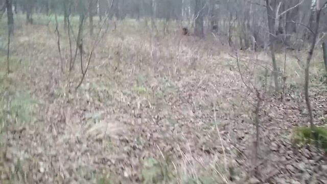 Работа бобров на озере. 27.10.21 смотреть онлайн